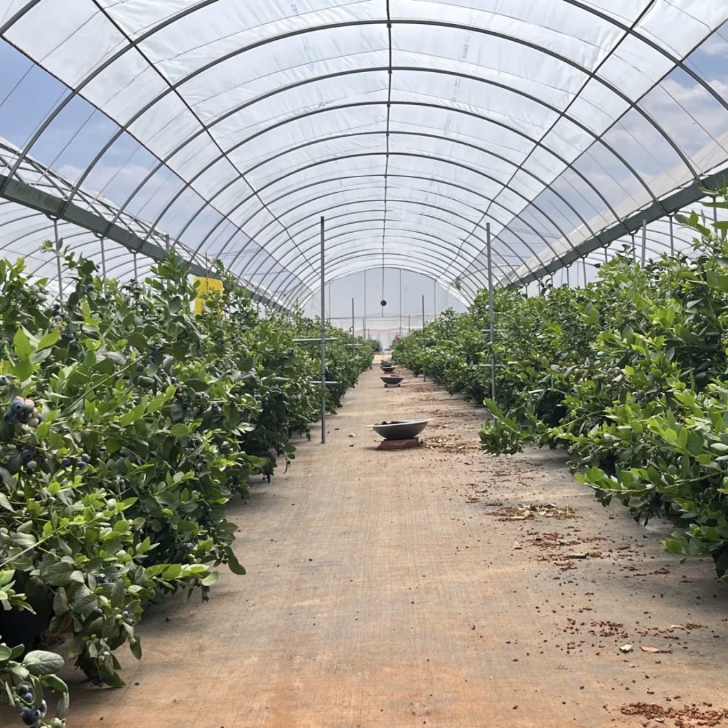Economical Single-Span Greenhouse with Hydroponics