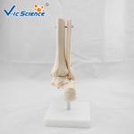 PVC Foot Joint Anatomical Skeleton Educational Model Life Size VIC-113