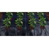 Buy cheap Weed Control Polypropylene Ground Cover UV Anti Recyclable Easy Install from wholesalers