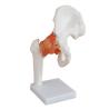 Buy cheap Life - Size Human Skeleton Model Foot Joint And Hand Models from wholesalers