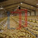 Lightweight Low Cost Steel Frame House , Prefab Steel Frame Farm Building
