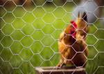 Easy Cutting 1/2 Inch Hexagonal Wire Netting Diameter 0.4mm-1.5mm