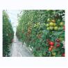 Buy cheap Tomato Hydroponic Agricultural Greenhouse For Enhanced Yield In Single Span Design from wholesalers