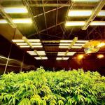 Plastic UV Resistant Film Agricultural Blackout Light Deprivation Greenhouse For