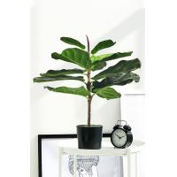 Buy cheap Harmless Artificial Ficus Lyrata 65cm Indoor Potted Plant For Garden Decor product