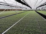 Flower Vegetable Growing Greenhouse Grow Beds Hot Dip Galvanized Stand Material