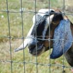 Metal Type Iron Pasture Fence 2.5mm Wire Diameter for Goat Farming 4ft-5ft-6ft