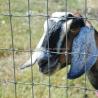 Buy cheap Pressure Treated Wood Type Field Fence for High Tensile Goat/Cow/Deer Fence on Farm from wholesalers