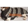 Buy cheap Multicolor wool knit dog coat pet sweater, knit dog coat, wool dog sweat, High quality from wholesalers