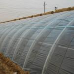 US Currency Commercial Tomato Planting Sunlight Greenhouse for Optimal Crop