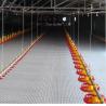 Buy cheap Broiler Breeder Raising Growing Equipment System Plant Line Layer Floor Farming Poultry Chicken House from wholesalers