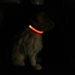Eco - Friendly LED Dog Collar Rechargeable Three Flash Mode Nylon