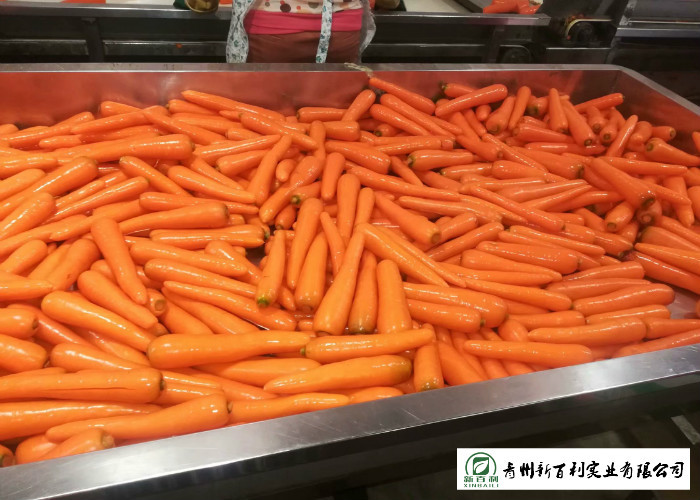 Nutritious Fresh Organic Carrots No Pesticide Residue Contain Carotene