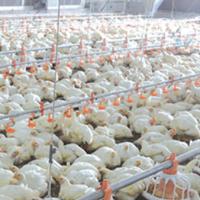 Buy cheap Automatic Poultry Feeder For Broiler product
