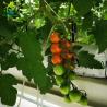Buy cheap Vertical Soilless Gardening Systems Soilless Hydroponic Growing Equipment from wholesalers