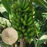 Buy cheap Chelated Ca Mg Water Soluble Amino Acid Organic Fertilizer For Banana from wholesalers