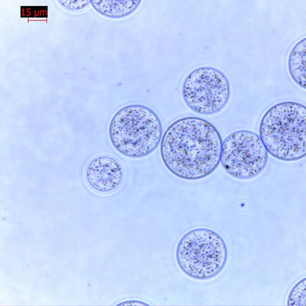 Buy cheap Agrose Magnetic Beads Protein Purification 30 μm 10% Volume Ratio 100 mL from wholesalers