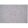Buy cheap Hight Light Grey Customized Quartz Laminate Sheets 3200*1600*20MM from wholesalers