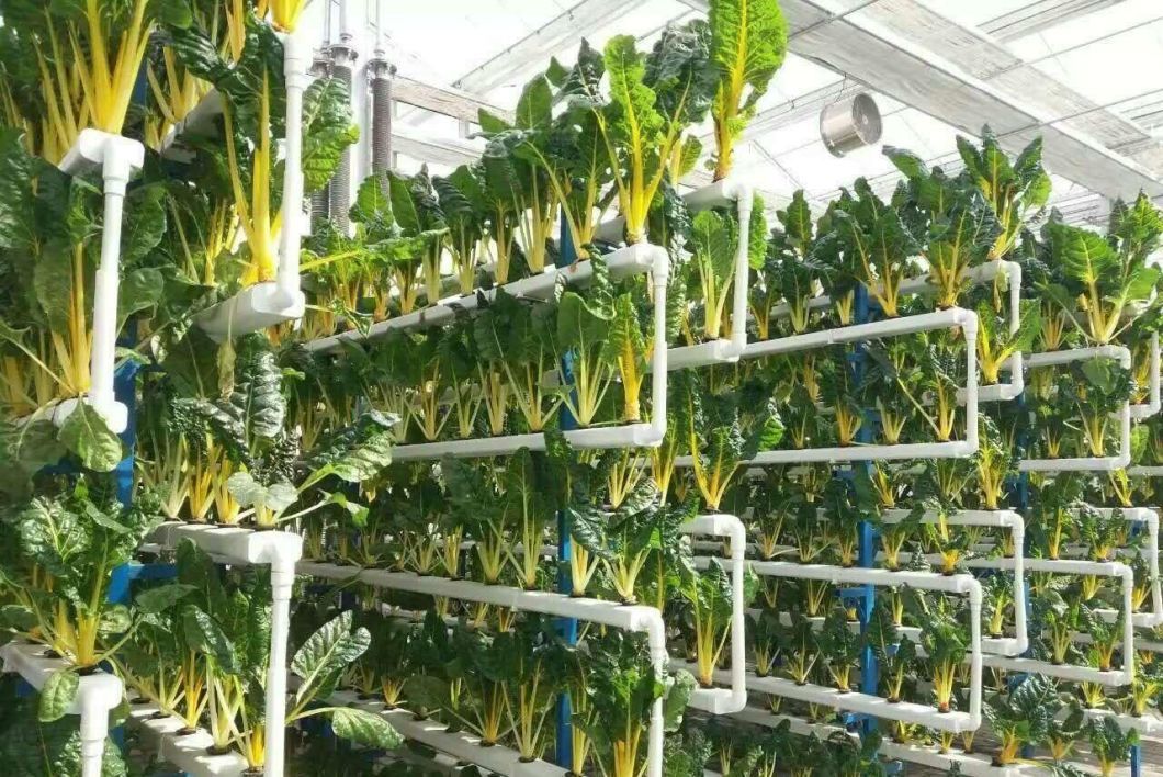 Customizable Multi-Span Hydroponic Greenhouse System