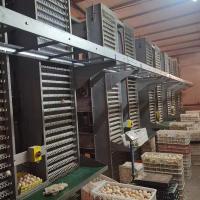 Buy cheap 17000 Eggs /H Poultry Egg Collection System For Layer Cage CE SGS product