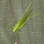 Buy cheap Silver Mesh Harvest Bags , Pest Insect Control Netting HDPE Material from wholesalers