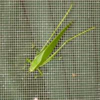 Buy cheap Silver Mesh Harvest Bags , Pest Insect Control Netting HDPE Material product