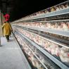 Buy cheap 110kg Galvanized Steel Automatic Chicken Layer Cage Battery Layer Cage Doris from wholesalers