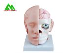 Human Head Section Medical Teaching Models Eco Friendly Allergy Free