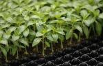 Brand new nursery seedling trays wholesale 105 cells plastic growing plug trays