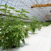 Buy cheap Poly Tunnel 10x20 Light Deprivation Greenhouse For Herb Planting product