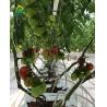 Buy cheap Agricultural Greenhouses NFT Soilless Hydroponic System For Tropical Desert from wholesalers
