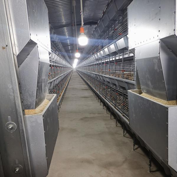Buy cheap 200-300 chickens / set Hot Dip Galvanized Chicken Cage For Chicken Farms Broiler Cage from wholesalers