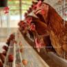 Buy cheap Most Popular Battery Cage Price In Nigeria Poultry Farming Hot Galvanized Adela from wholesalers
