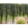 Buy cheap High yield cold and disease resistant super green chinese onion seeds from wholesalers