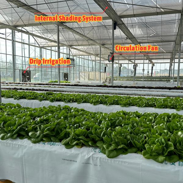 Buy cheap Vegetable Production Agricultural Seeds Strawberry Greenhouses Multi Tunnel from wholesalers