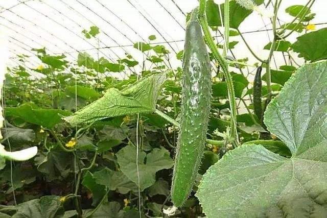 Cucumber Plant Single Tunnel Greenhouse Cover Material Plastic Film 0.12 / 0.15 / 0.20mm