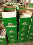 China fresh garlic export to Brazil by Pioneer Garlic Group