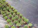 100cm Woven Polypropylene Ground Cover For Land Protection UV Treated