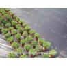 Buy cheap 100cm Woven Polypropylene Ground Cover For Land Protection UV Treated from wholesalers