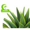 Buy cheap Anti UV Artificial Succulent Plant Landscaping Tropical Fiber Agave from wholesalers