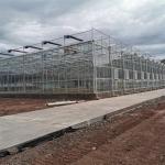 Multi-span Agricultural Greenhouses Venlo Tempered Glass Greenhouse With