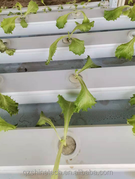 Single Span Greenhouse Simple Frame Poly Tunnel Film Greenhouse For Agricultural