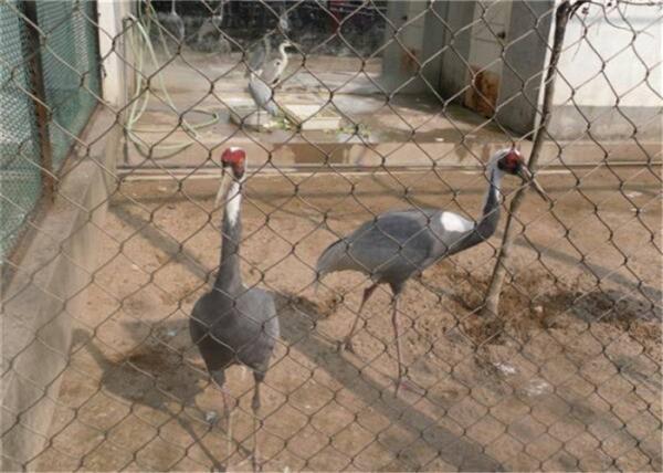 Buy cheap Pliability 7x7 Stainless Steel Aviary Mesh SUS316 Stainless Steel Cable Net from wholesalers