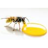 Buy cheap 100% Organic Pure Raw Honey Natural Bee Honey from China Healthy Food from wholesalers