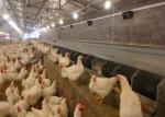Galvanized SS304 Chicken Egg Collection System 2440mm Length