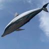 Buy cheap Inflatable Remote Control Air Film Whale And Dolphin Models For Mall Opening Events from wholesalers