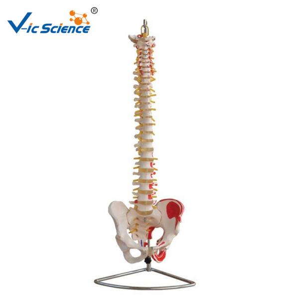 Buy cheap Life Size 9kgs 80x32x39cm Anatomical Skeleton Model from wholesalers