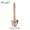 Buy cheap Life Size 9kgs 80x32x39cm Anatomical Skeleton Model from wholesalers