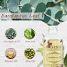 Buy cheap Organic Eucalyptus Skin Care Massage Oil For Female from wholesalers