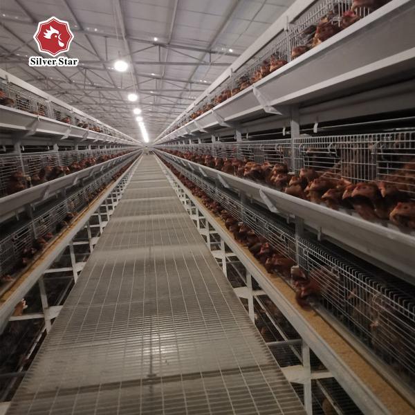 Buy cheap One Day To 45 Days Broiler Chicken Cage For Chicken Farm from wholesalers